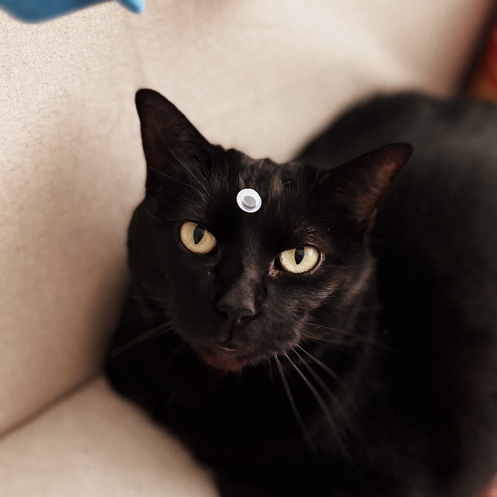 Meet your Posher, Émilie